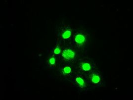 BUB1B Antibody in Immunocytochemistry (ICC/IF)