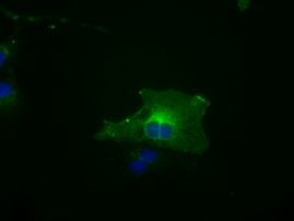 BUB1B Antibody in Immunocytochemistry (ICC/IF)