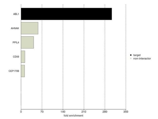 c-Abl Antibody