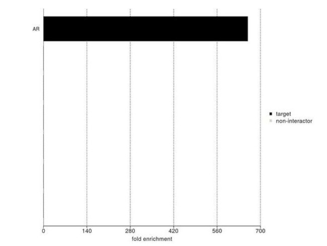 Androgen Receptor Antibody