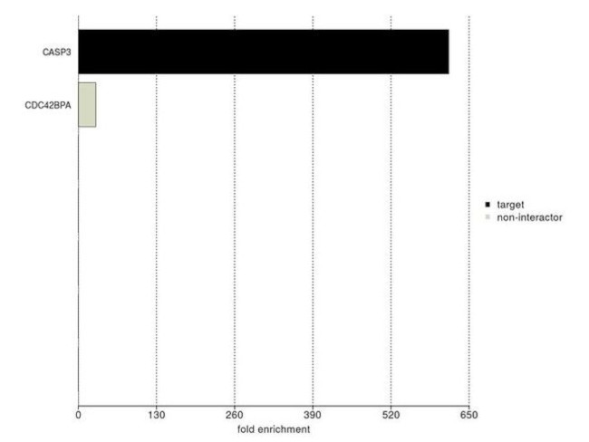 Caspase 3 Antibody