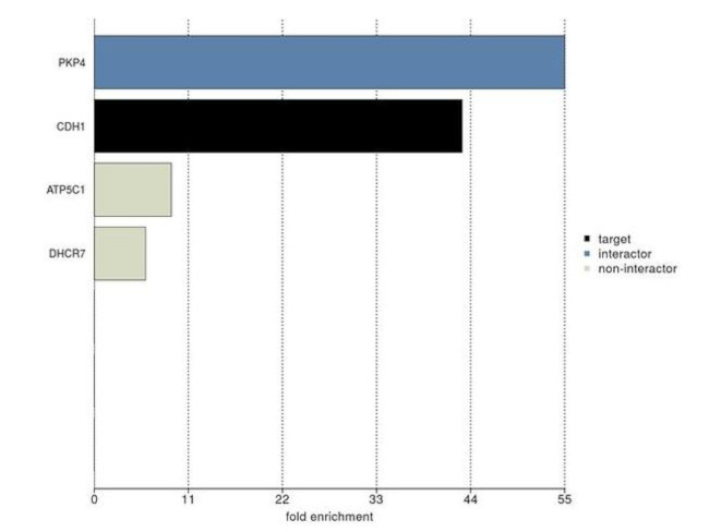 E-cadherin Antibody