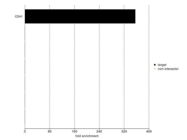 E-cadherin Antibody