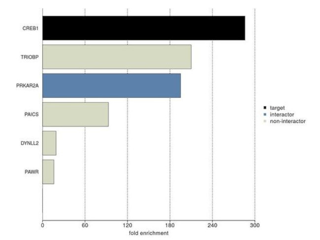 CREB Antibody