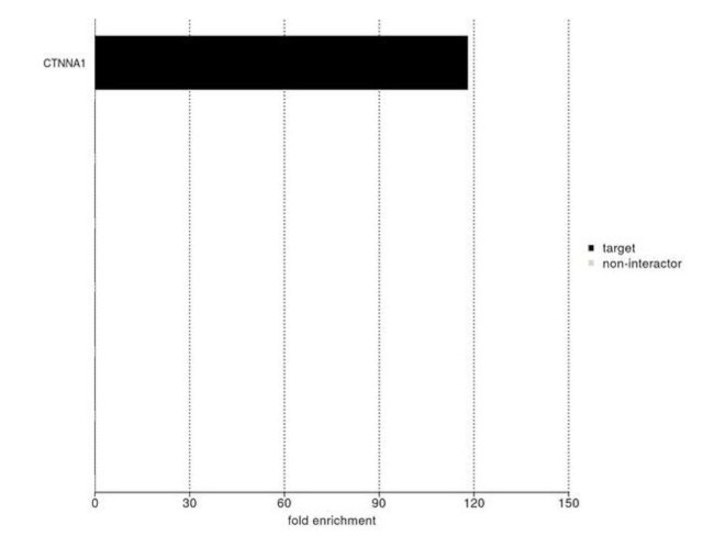 alpha Catenin Antibody