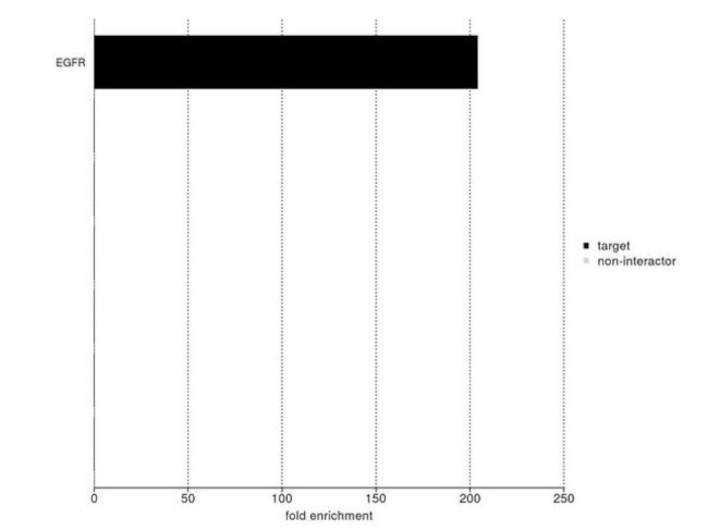 EGFR Antibody