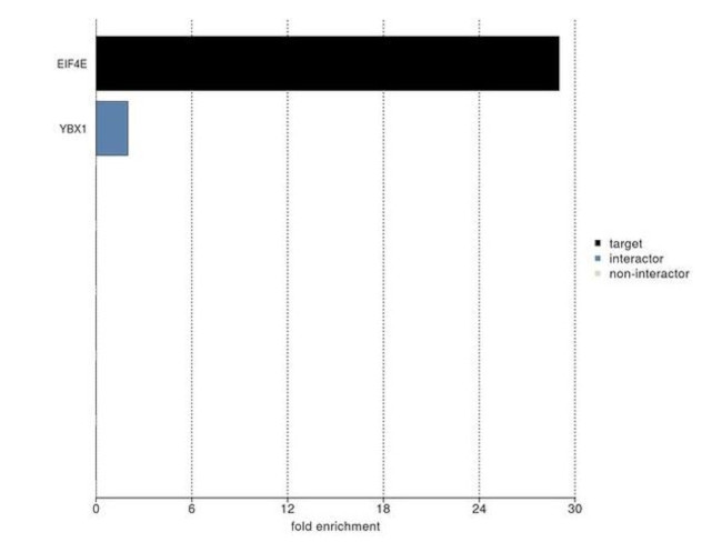 eIF4E Antibody