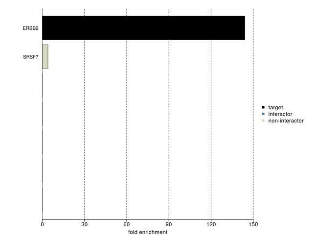 ErbB2 (HER-2) Antibody