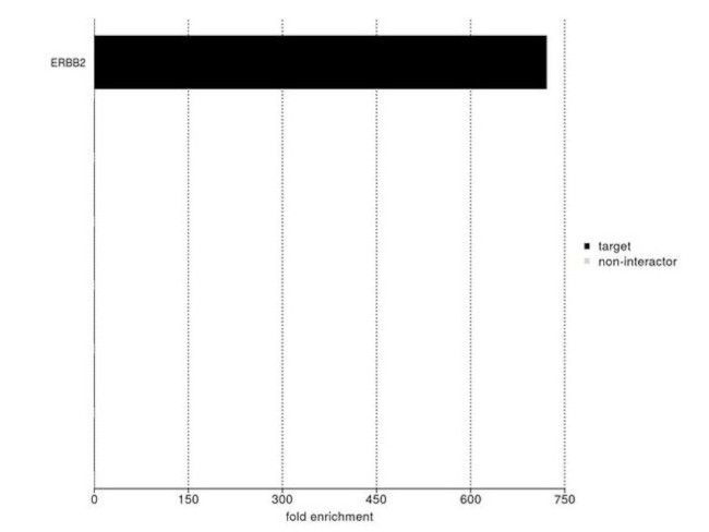 ErbB2 (HER-2) Antibody