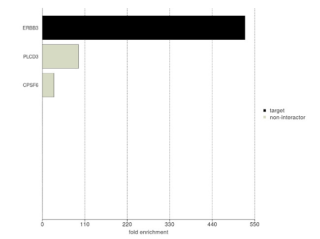 ErbB3 Antibody