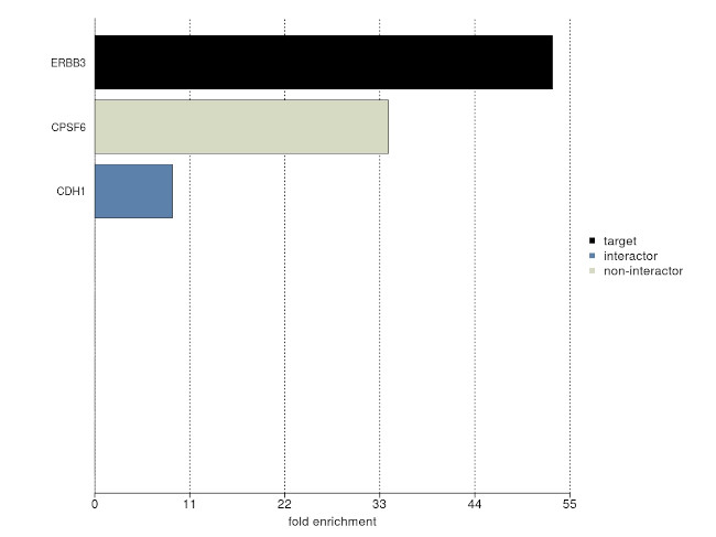 ErbB3 Antibody