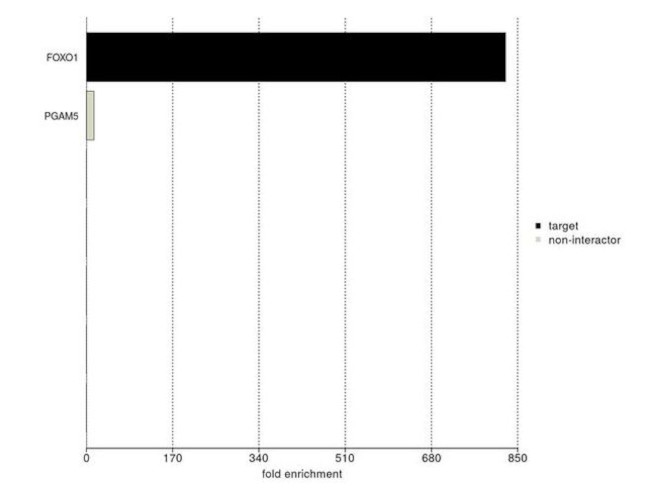 FOXO1 Antibody