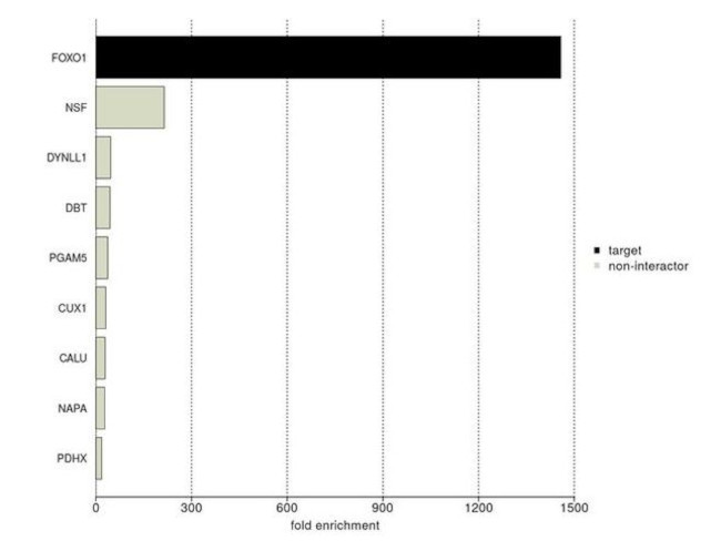 FOXO1 Antibody