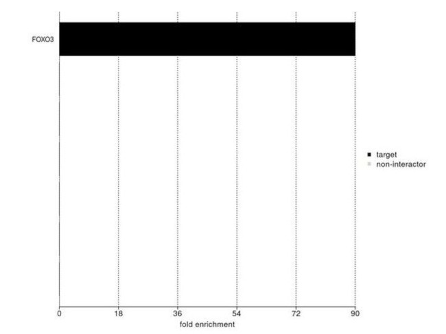 FOXO3A Antibody