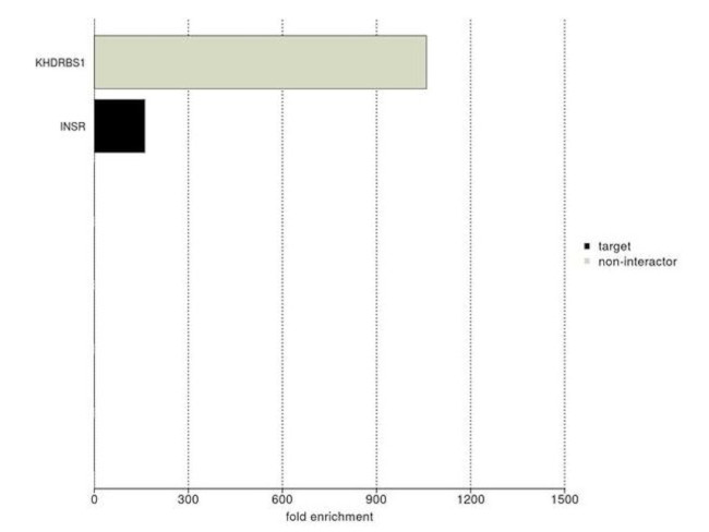 INSR beta Antibody