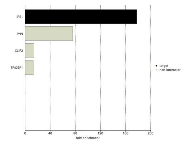 IRS1 Antibody