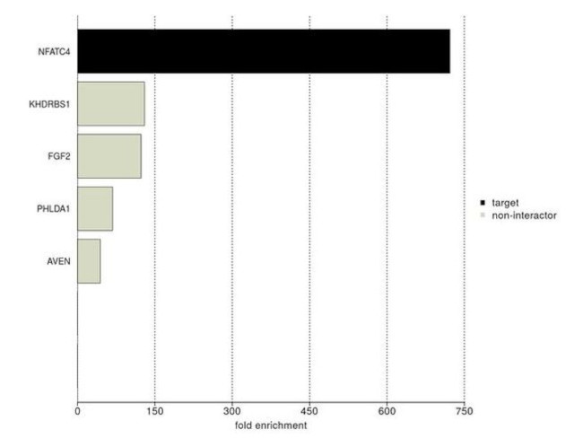 NFATC4 Antibody