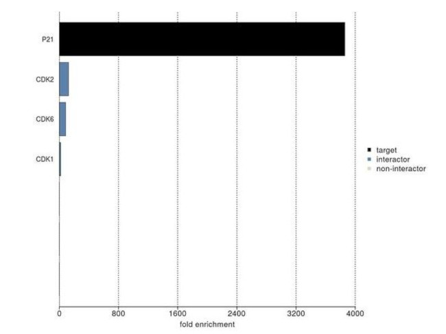 p21 Antibody