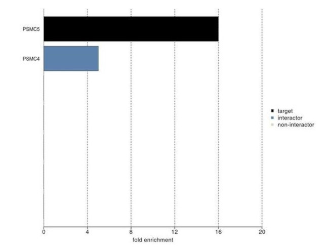 PSMC5 Antibody