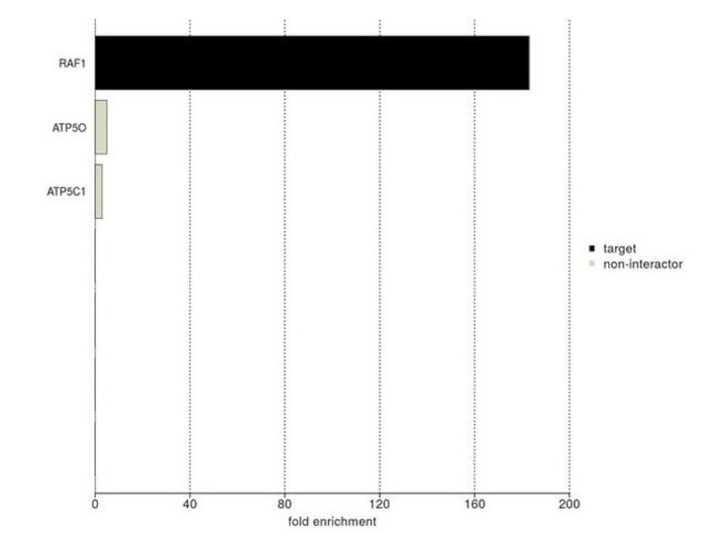 c-Raf Antibody