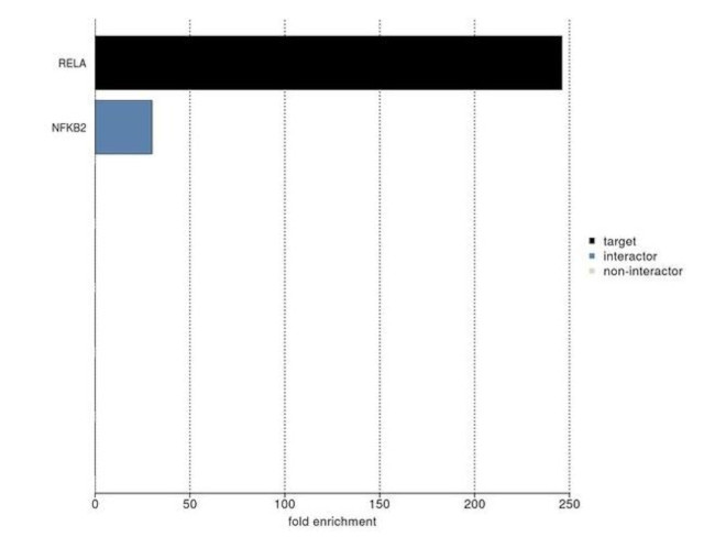 NFkB p65 Antibody