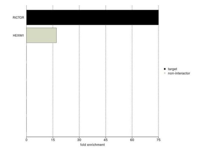 RICTOR Antibody