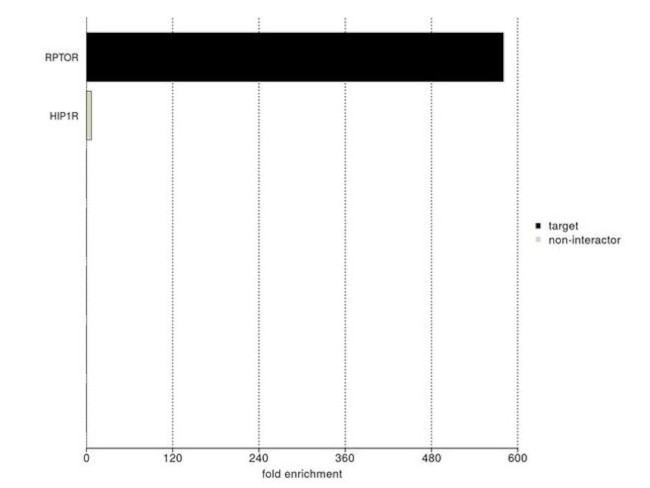 Raptor Antibody