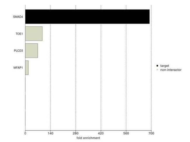 SMAD4 Antibody