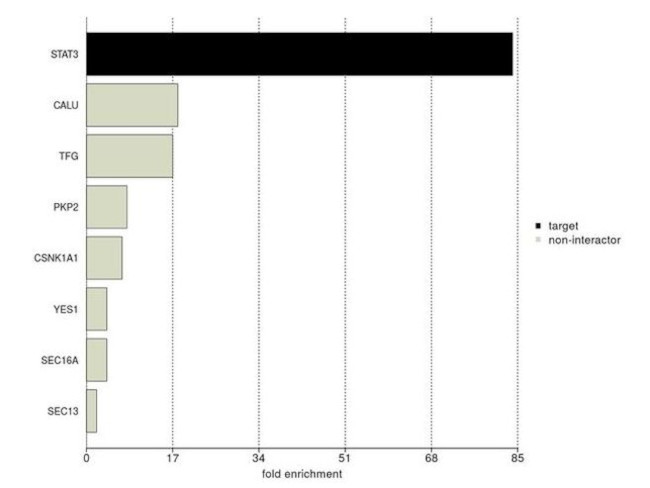 STAT3 Antibody