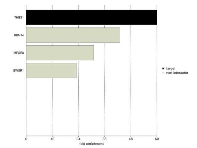 Thrombospondin 1 Antibody