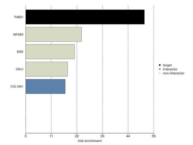 Thrombospondin 1 Antibody