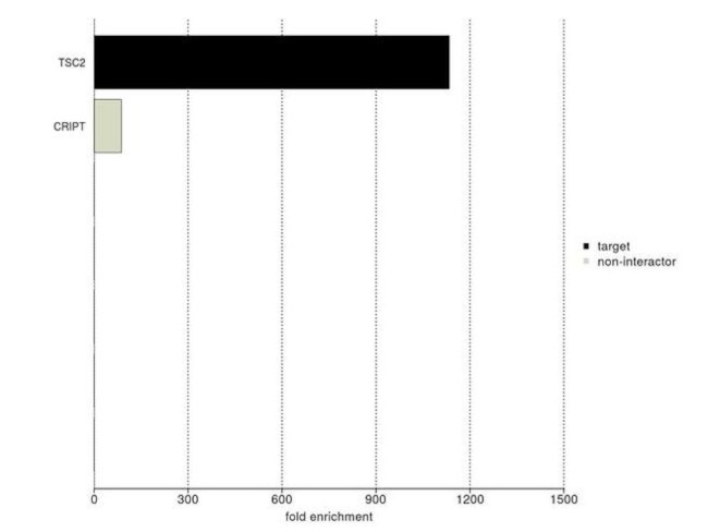 TSC2 Antibody