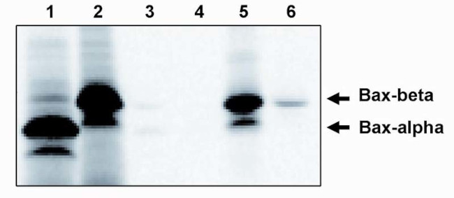 Bax Antibody in Western Blot (WB)