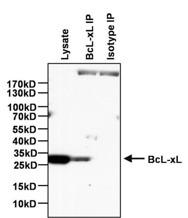 Bcl-xL Antibody in Immunoprecipitation (IP)