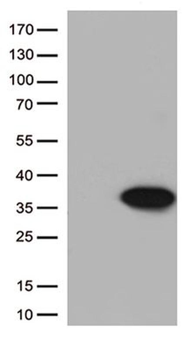 Bcl-XL Antibody in Western Blot (WB)