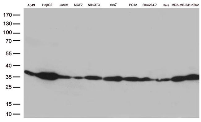 Bcl-XL Antibody in Western Blot (WB)