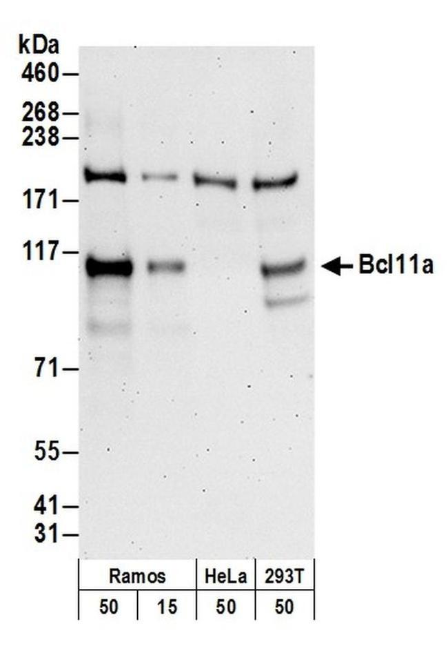 Bcl11a Antibody in Western Blot (WB)