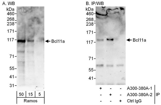 Bcl11a Antibody in Western Blot (WB)