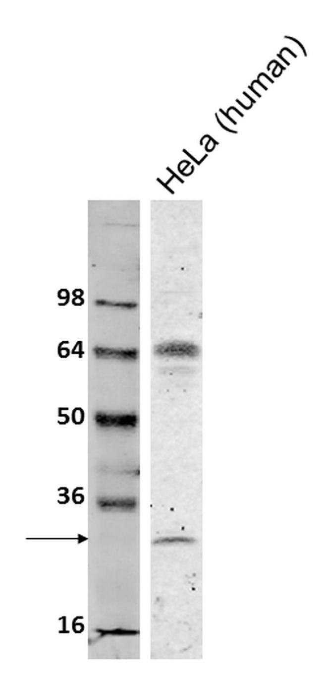 Bcl-2 Antibody in Western Blot (WB)