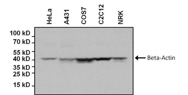 beta Actin Loading Control Antibody in Western Blot (WB)