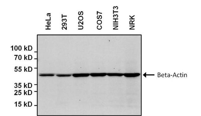 beta Actin Antibody in Western Blot (WB)