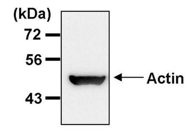 beta Actin Loading Control Antibody in Western Blot (WB)