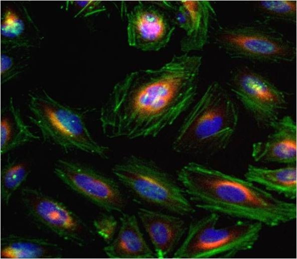 beta Tubulin Loading Control Antibody in Immunocytochemistry (ICC/IF)