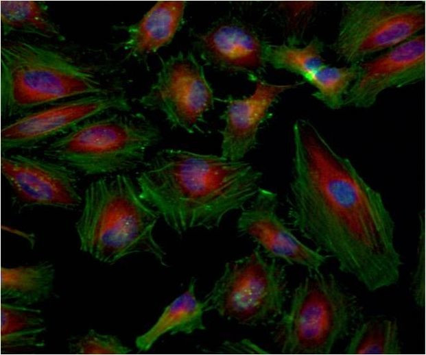 beta Tubulin Loading Control Antibody in Immunocytochemistry (ICC/IF)