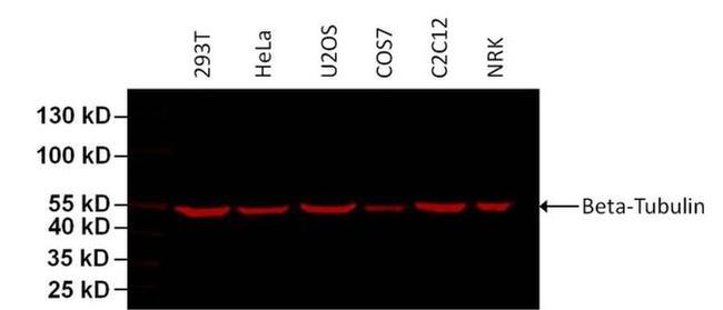 beta Tubulin Loading Control Antibody in Western Blot (WB)