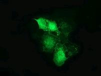 Beta-catenin Antibody in Immunocytochemistry (ICC/IF)