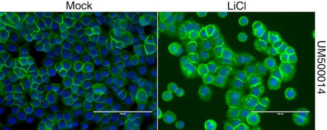 Beta-catenin Antibody in Immunocytochemistry (ICC/IF)