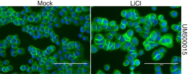 Beta-catenin Antibody in Immunocytochemistry (ICC/IF)