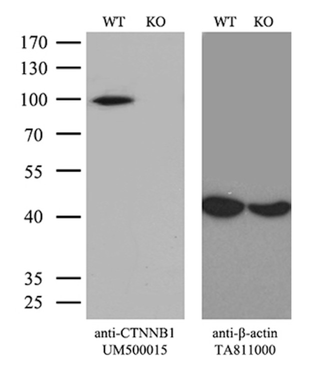 Beta-catenin Antibody