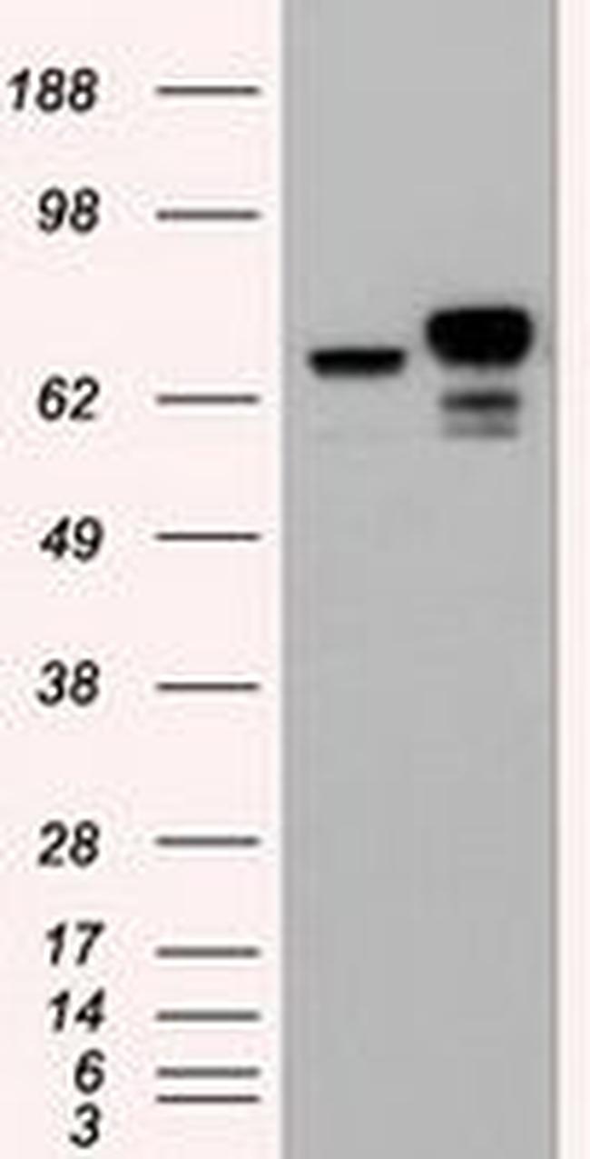 Beta-catenin Antibody in Western Blot (WB)